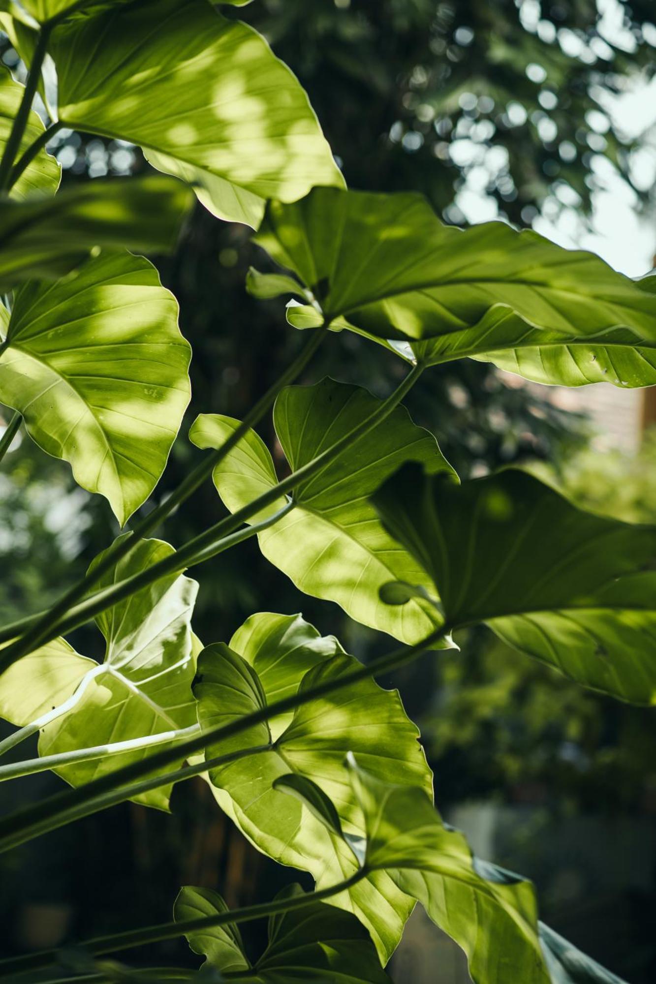The Yard Hiriketiya Hotel Dikwella Ngoại thất bức ảnh